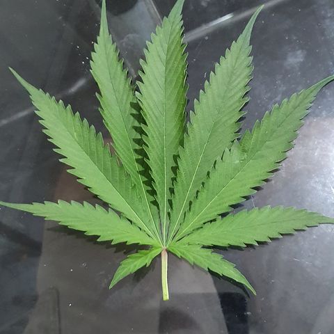 Fênix  growlog timeline photo