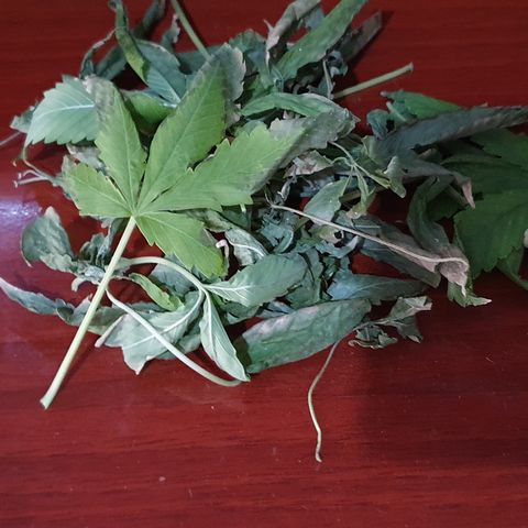 Fênix  growlog timeline photo