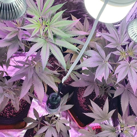 Fênix  growlog timeline photo