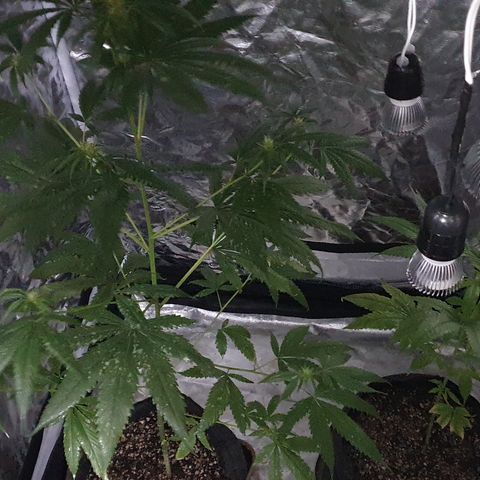 Fênix  growlog timeline photo