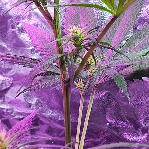 Fênix  growlog timeline photo