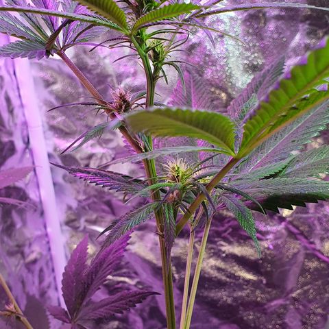 Fênix  growlog timeline photo