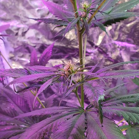 Fênix  growlog timeline photo
