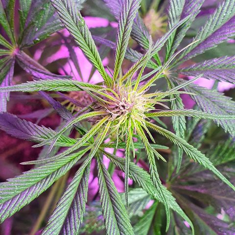 Fênix  growlog timeline photo