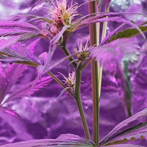 Fênix  growlog timeline photo