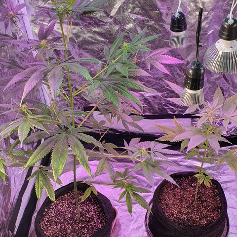 Fênix  growlog timeline photo