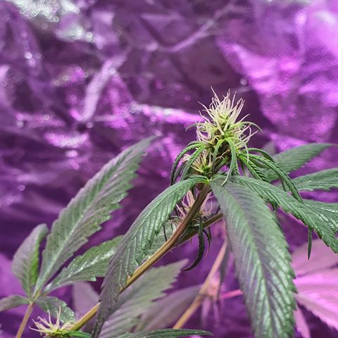 Fênix  growlog timeline photo