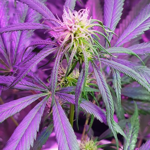 Fênix  growlog timeline photo