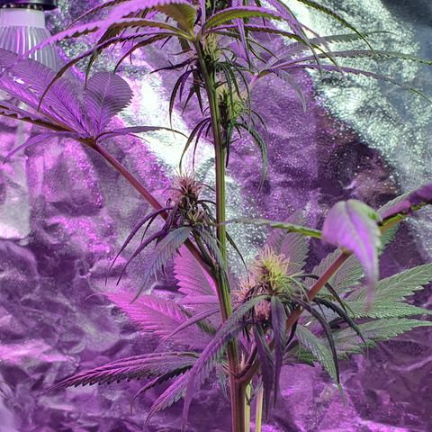 Fênix  growlog timeline photo