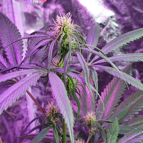 Fênix  growlog timeline photo