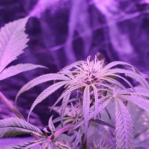 Fênix  growlog timeline photo