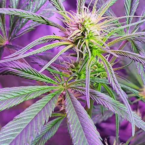 Fênix  growlog timeline photo