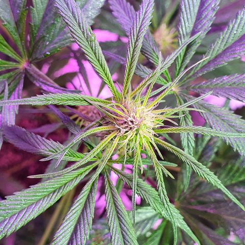 Fênix  growlog timeline photo