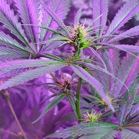 Fênix  growlog timeline photo