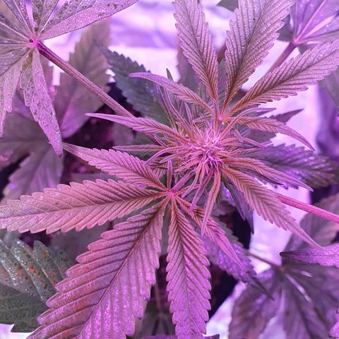 Fênix  growlog timeline photo