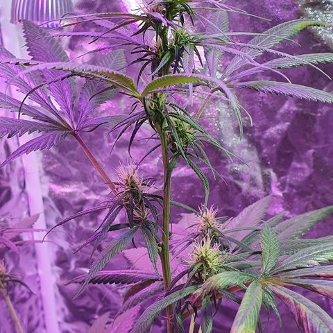 Fênix  growlog timeline photo