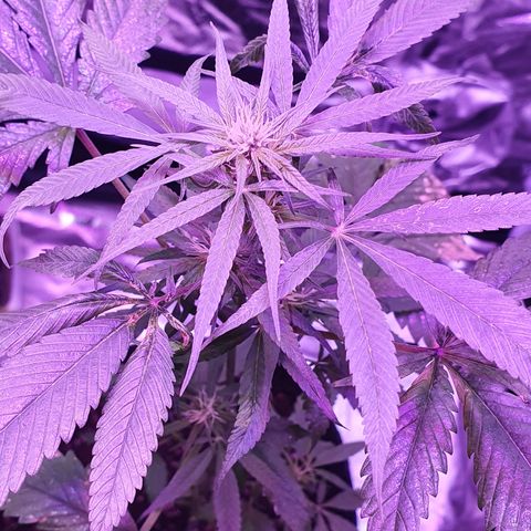 Fênix  growlog timeline photo