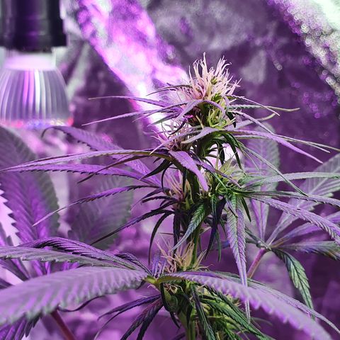 Fênix  growlog timeline photo