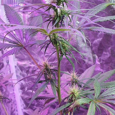 Fênix  growlog timeline photo