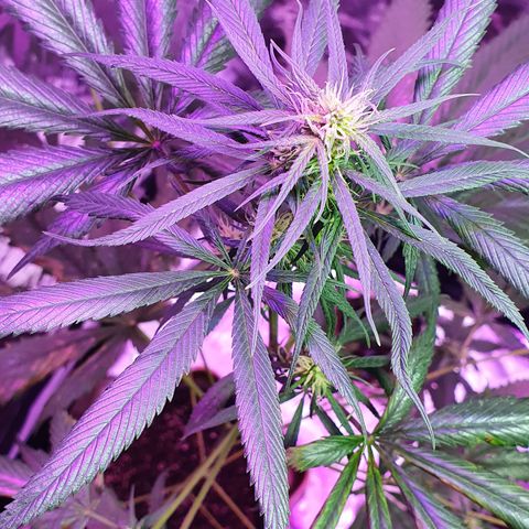 Fênix  growlog timeline photo