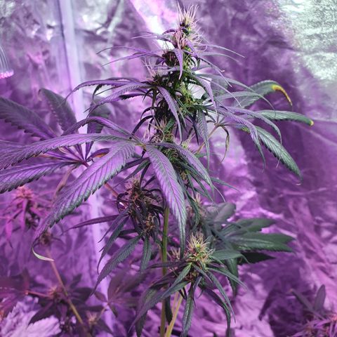 Fênix  growlog timeline photo