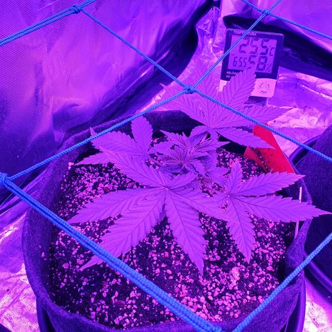 Purple Punch CBD growlog timeline photo