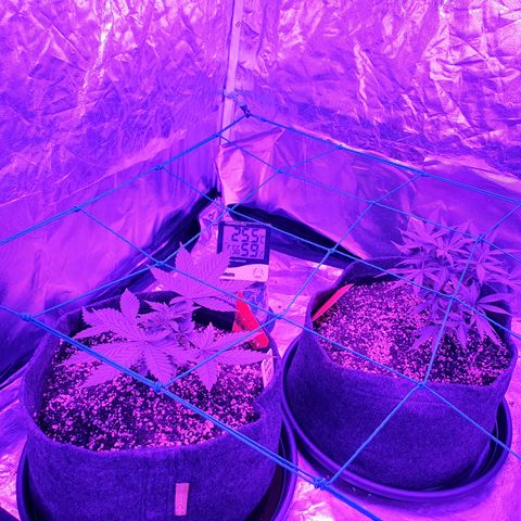Purple Punch CBD growlog timeline photo