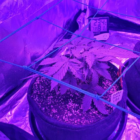 Purple Punch CBD growlog timeline photo