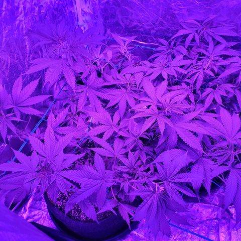 Purple Punch CBD growlog timeline photo