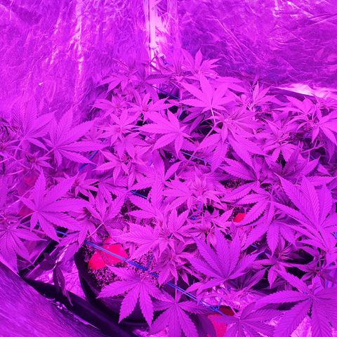 Purple Punch CBD growlog timeline photo