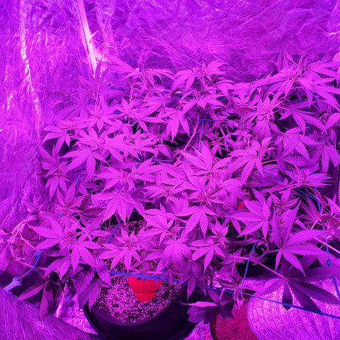 Purple Punch CBD growlog timeline photo