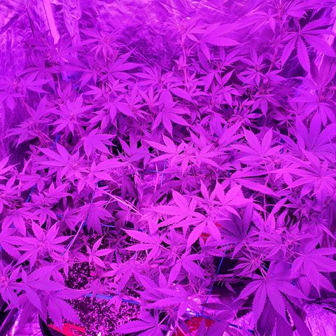 Purple Punch CBD growlog timeline photo