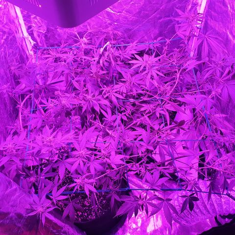 Purple Punch CBD growlog timeline photo