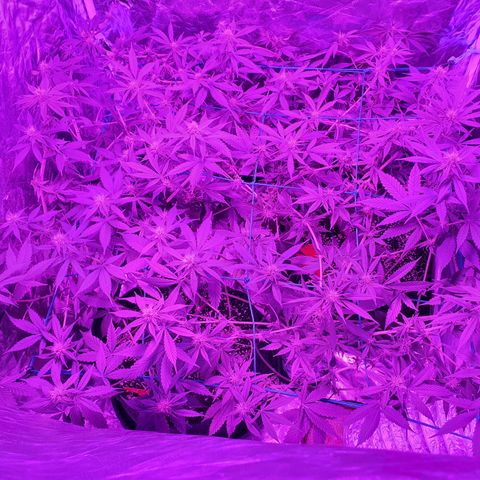Purple Punch CBD growlog timeline photo