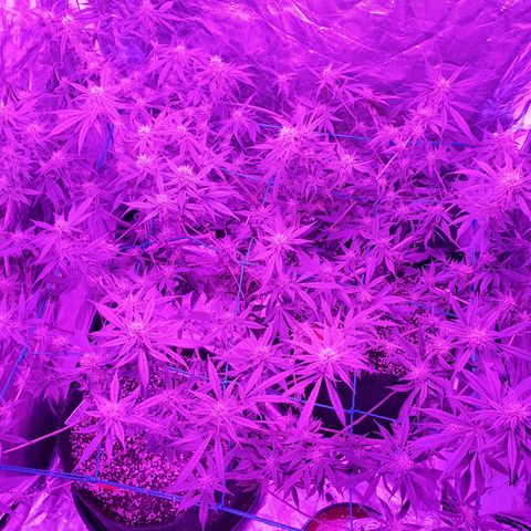 Purple Punch CBD growlog timeline photo