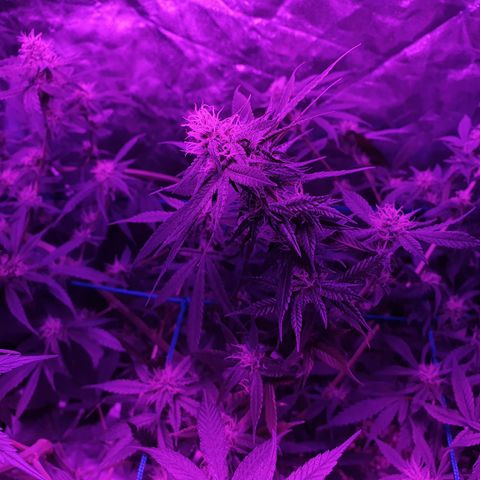 Purple Punch CBD growlog timeline photo