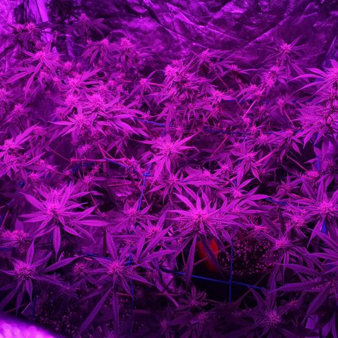 Purple Punch CBD growlog timeline photo