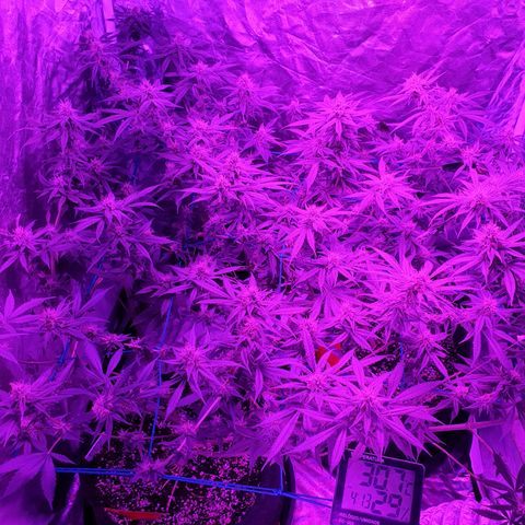 Purple Punch CBD growlog timeline photo