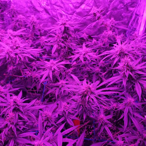 Purple Punch CBD growlog timeline photo