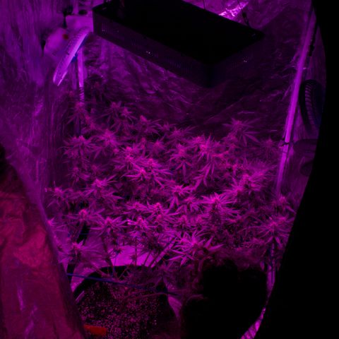 Purple Punch CBD growlog timeline photo