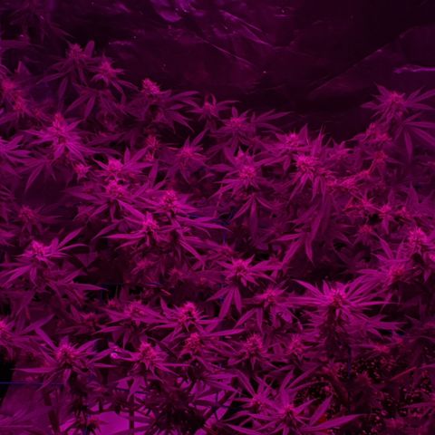 Purple Punch CBD growlog timeline photo