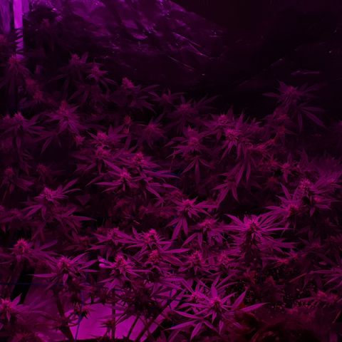 Purple Punch CBD growlog timeline photo