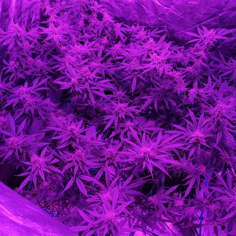Purple Punch CBD growlog timeline photo