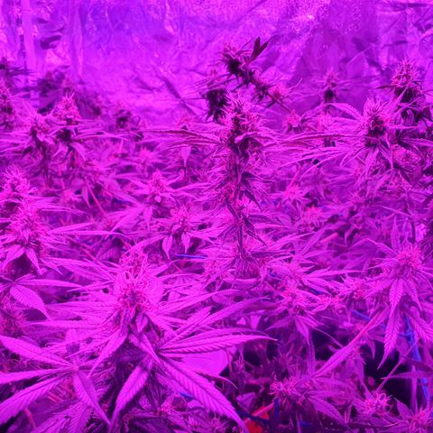 Purple Punch CBD growlog timeline photo