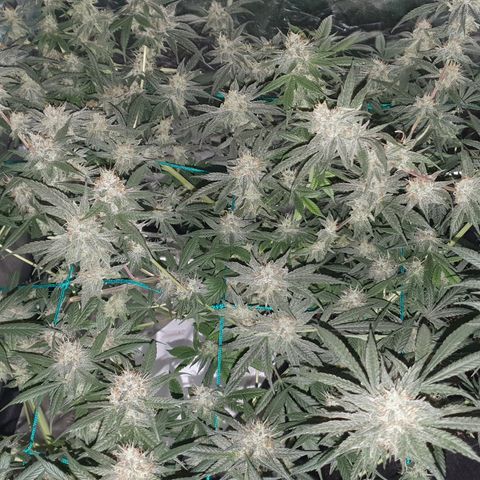 Purple Punch CBD growlog timeline photo