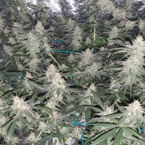 Purple Punch CBD growlog timeline photo