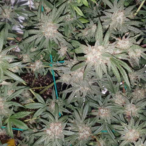 Purple Punch CBD growlog timeline photo