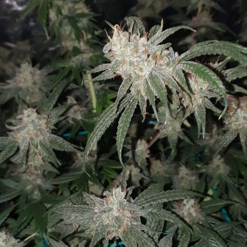 Purple Punch CBD growlog timeline photo