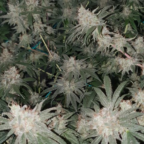 Purple Punch CBD growlog timeline photo