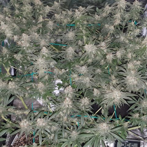 Purple Punch CBD growlog timeline photo